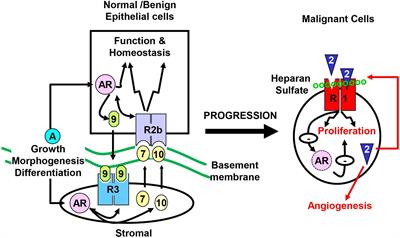 Intrinsic FGFR2 and Ectopic FGFR1 Signaling in the Prostate and Prostate Cancer